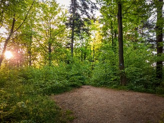 Bois, forêts : des prix en hausse de 50 % en 25 ans